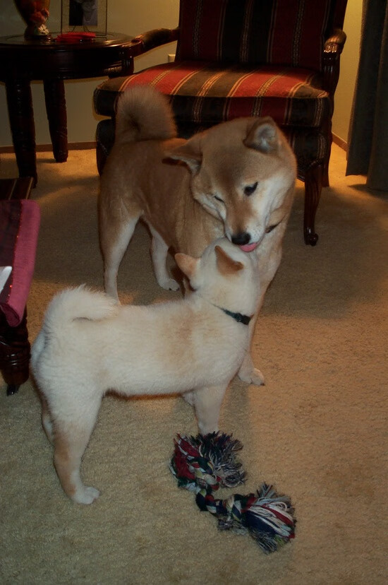 乐鱼体育网址-中国篮球职业俱乐部财务管理与风险控制研究，中国篮球俱乐部盈利排名