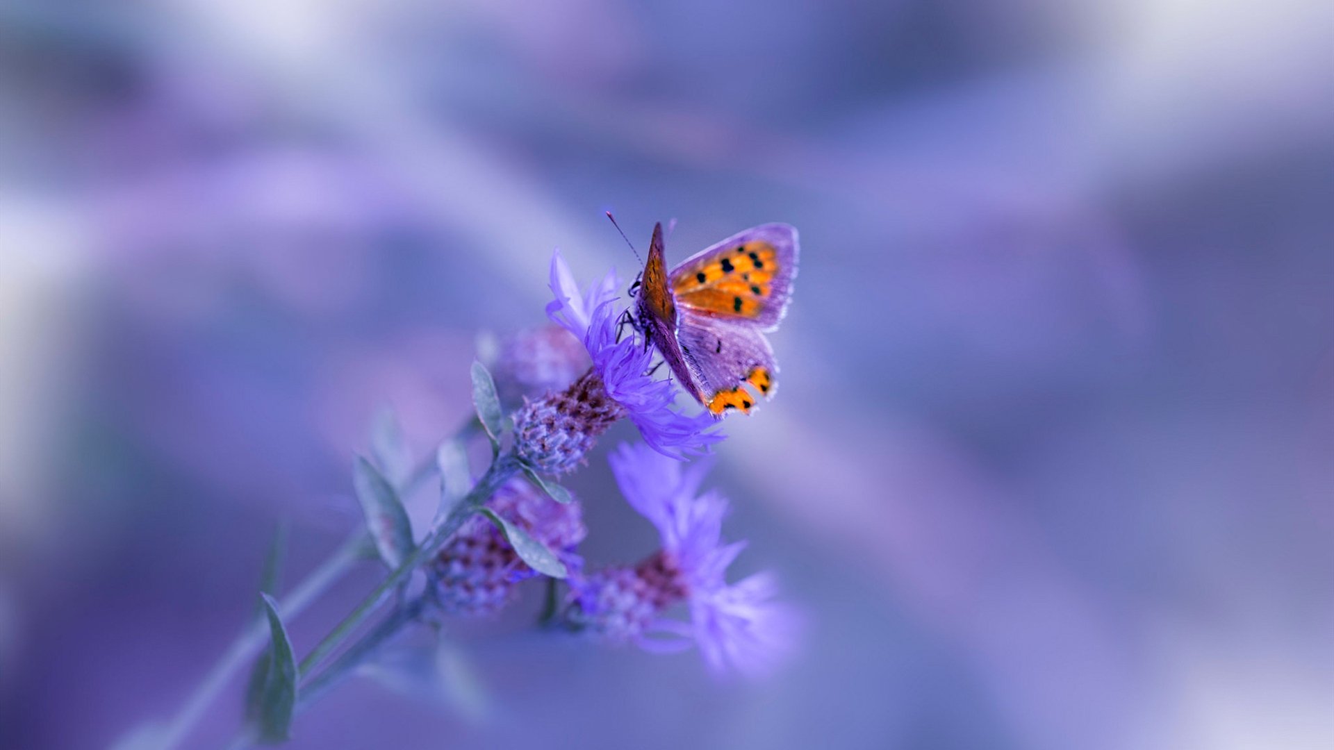 乐鱼体育app官网-中国三人篮球男队技术细腻进攻多样,中国三人篮球男篮