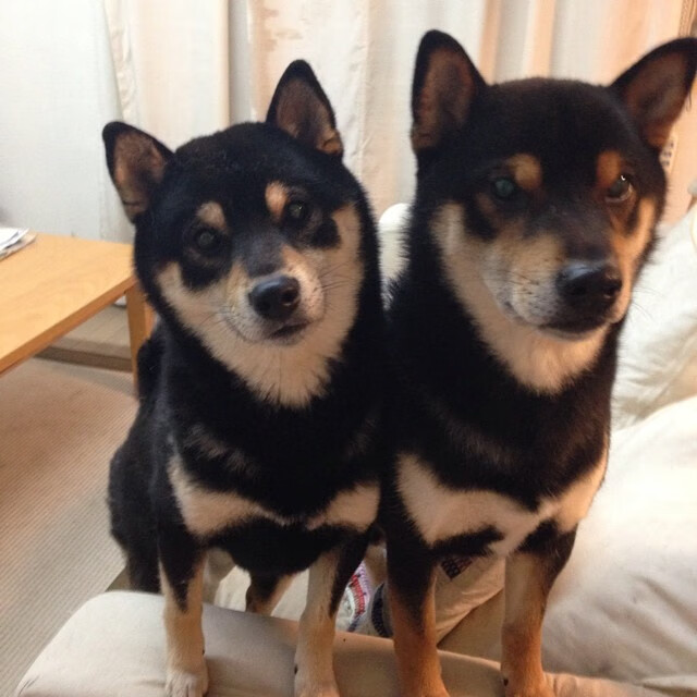 乐鱼官网安全-美国队在国际乒联混合团体世界杯中的经验总结与技术应用,美国乒乓球队百度百科