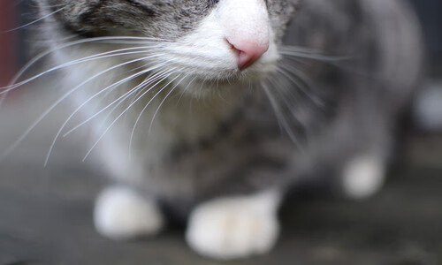 乐鱼官网-200米自由泳决赛 李冰洁稳中求胜，女子4x200米自由泳李冰洁