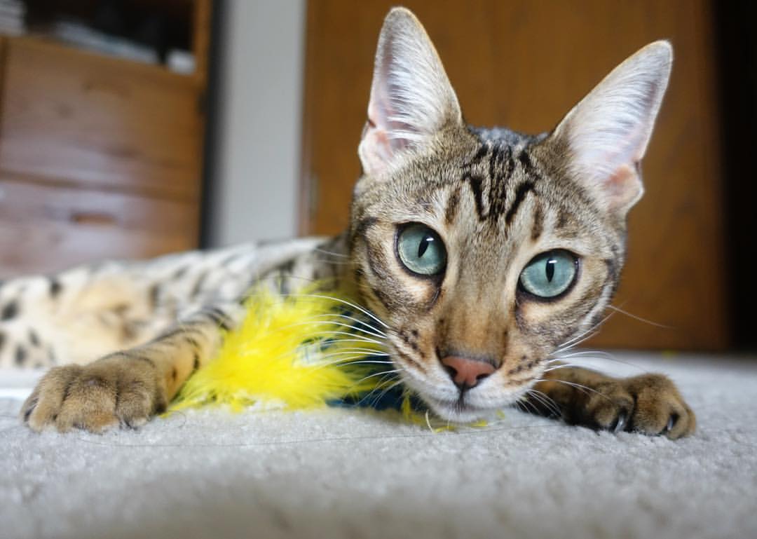 乐鱼体育官网登录-CBA推动队史文化展传播联赛精神内涵，cba传播策略