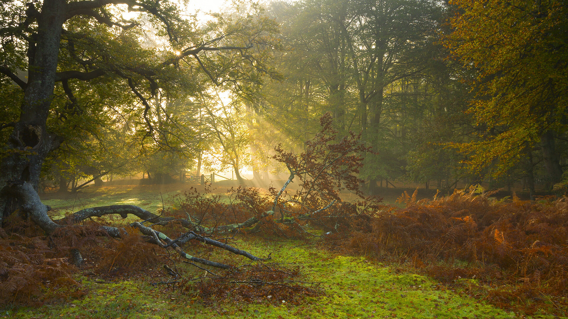 乐鱼体育入口-“美洲狮队奋勇拼搏,征战橄榄球冠军锦标赛”