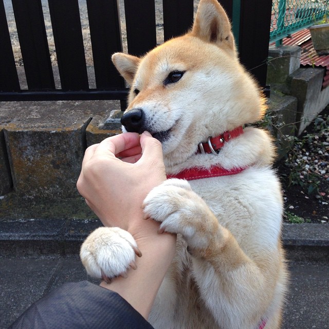 乐鱼体育官网登录-替补调度有效，多人轮换减少体能损耗，替补机制