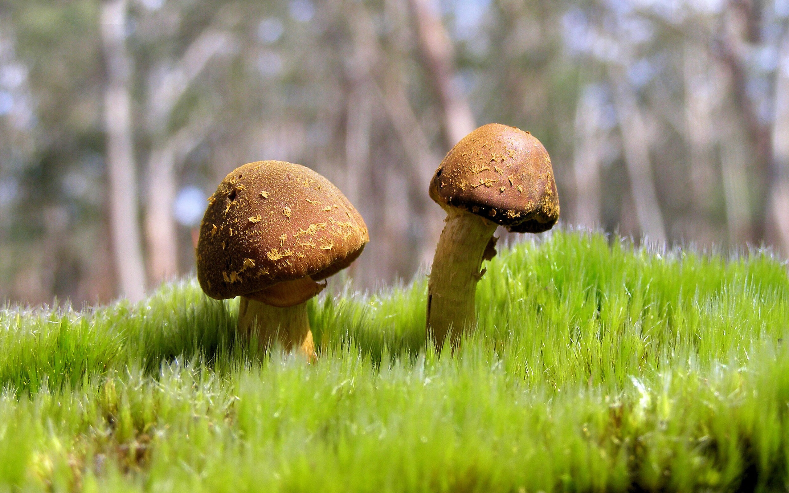 乐鱼体育app-欧洲杯豪门对决：技战术比拼达到巅峰，欧洲杯豪门球队