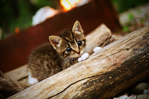 乐鱼官网-法国新一代奇才崭露头角，球队未来可期