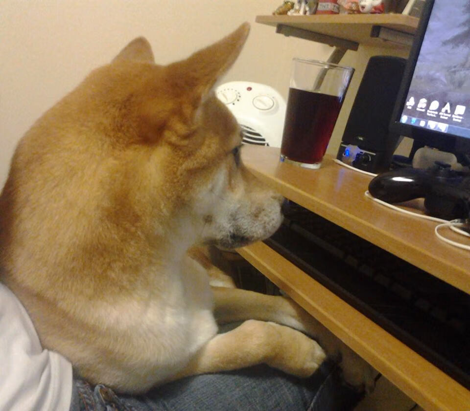 乐鱼体育在线入口-谢佩玲跳台动作流畅展现实力，谢佩璇个人资料